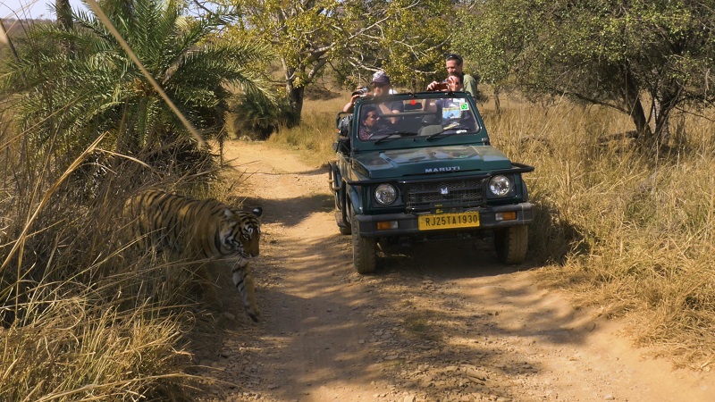 Ranthambore Bagh Hotel tiger safari with Aditya Singh wildlife photographer